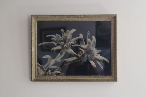 Photographie argentique (vers 1950), macro d’edelweiss