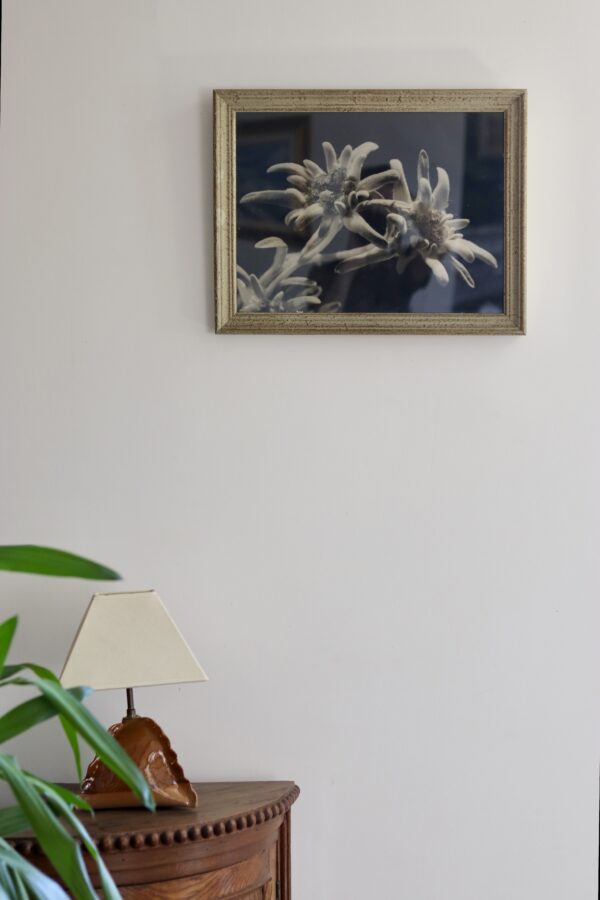 Photographie argentique (vers 1950), macro d’edelweiss – Image 2