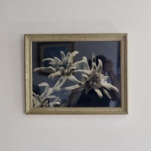Photographie argentique (vers 1950), macro d’edelweiss