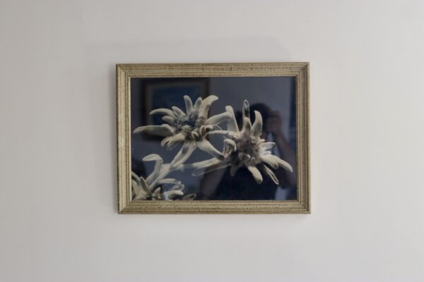 Photographie argentique (vers 1950), macro d’edelweiss